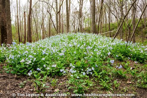 Landscapes Early Spring Virginia Bluebells On Forest Floor Virginia