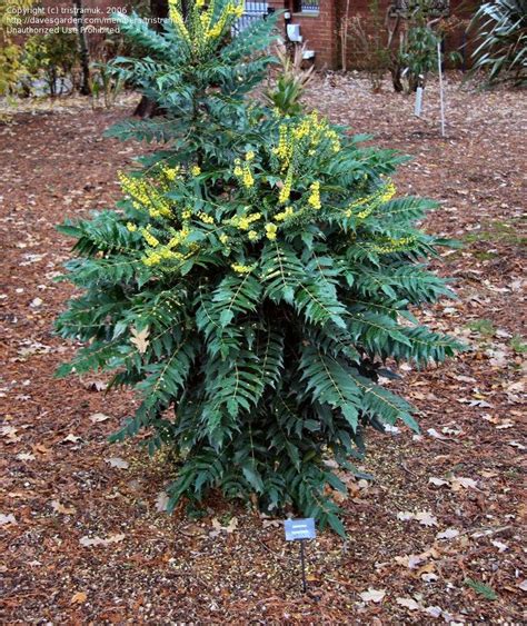 Plantfiles Pictures Chinese Holly Grape Mahonia Lomariifolia By