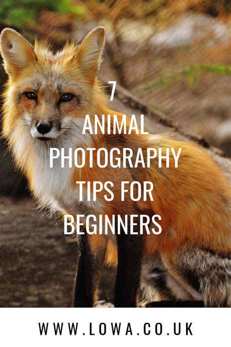 7 Animal Photography Beginner Tips Photography Tips For