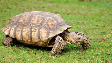 African Spurred Tortoise | San Diego Zoo Animals & Plants