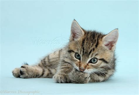 Cute Tabby Kitten On Blue Background Photo Wp40050