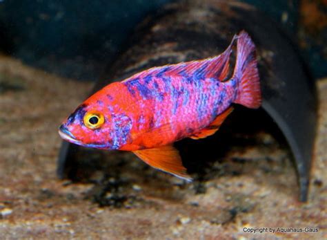 African Cichlid Aquarium African Cichlids Tropical Aquarium Aquarium