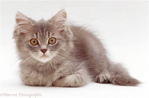 41 Persian Cat Grey Furry Kittens