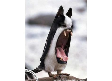 Funny Photoshopped Animal Pics 15 Hybrid Animals Born In The Land Of