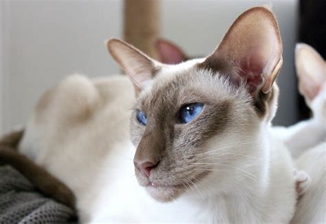 Tortie Point Siamese Facts Origin And History With Pictures Hepper