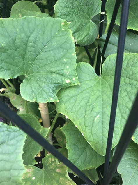 Cucumber Plant Leaves Turning Yellow With Spots Help Bbc Gardeners