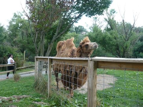 Camel Picture Of Plumpton Park Zoo Rising Sun Tripadvisor