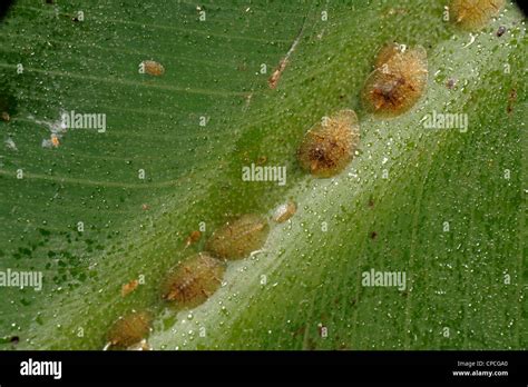 Honeydew And Soft Brown Scale Insects Coccus Hesperidum On A Banana