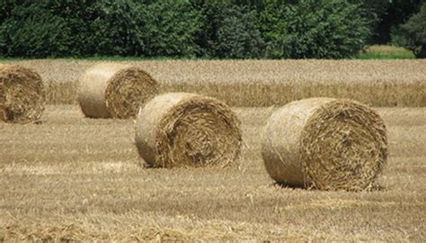 Aug 21, 2018 · some of the more common grass hays include timothy, brome, orchard grass and bluegrass. Types of Hay Grass | Garden Guides