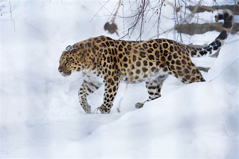 Meet The Amur Leopard One Of The Worlds Rarest Big Cats