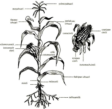 Partes De La Planta Del Maiz Imagui