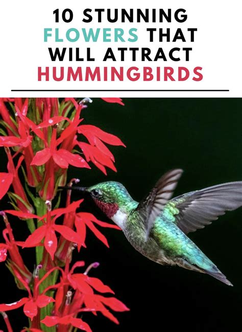 Colorful Flowers Hummingbirds Like Flowers Hummingbirds Like How To Attract Hummingbirds