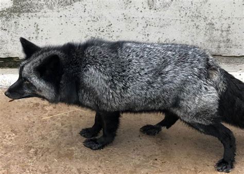 Extremely Rare Silver Fox Is Being Looked After By The Rspca After It