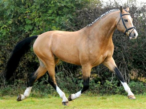 52 cm hoch und eignet sich deshalb bestens für die puppen und sets von our generation, die separat erhältlich sind. buckskin Selle Francais warmblood | Warmblood horses ...