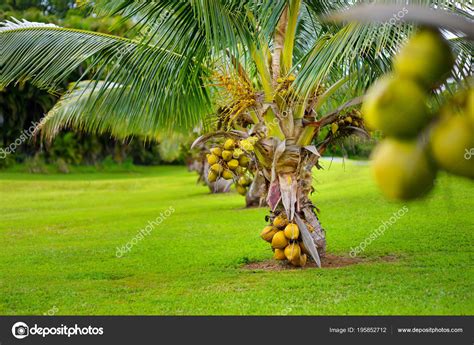 Bunch Coconuts Ripening Dwarf Coconut Tree Big Island Hawaii Usa Stock