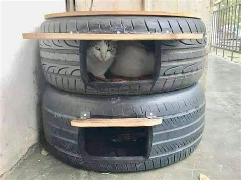 Winter Shelter For Stray Cats Raww