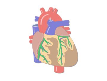 No blood gets into the heart without passing through the superior vena cava and the inferior vena cava first. Heart Anatomy