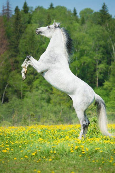 White Horse Runs Trot In Summer Stock Photo By ©vikarus 10656549