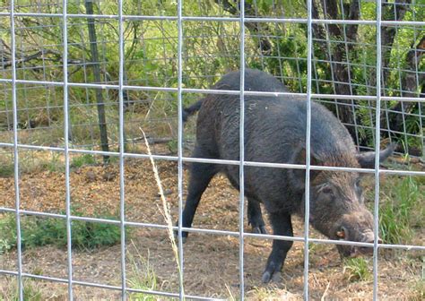 Local State Agencies Hosting Town Hall On Feral Hogs Thursday The