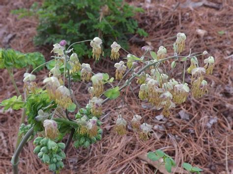 Thalictrum Dioicum Aka Early Meadow Rue A Perennial For Shade Can Even