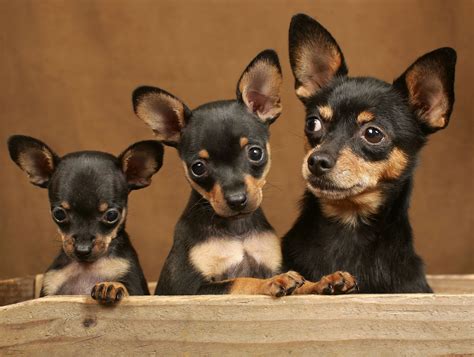 Toys Generation Miniature Pinscher Dog Chihuahua Puppies Cute