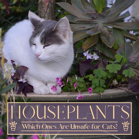 Az List Of Houseplants That Are Poisonous To Your Cats In This