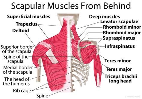 Scapula Shoulder Blade Anatomy Muscles Location Function