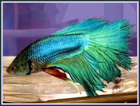 Green Metallic Betta Betta Tropical Fish Animals Beautiful