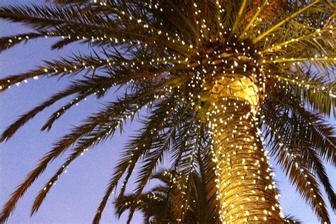 Palm Tree With Christmas Lights Best Decorations