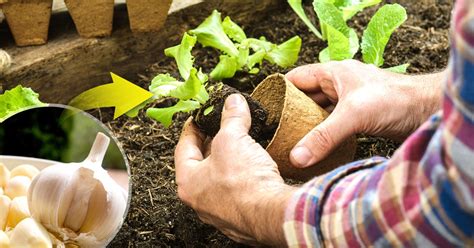 El ajo un insecticida casero y eficaz para tu jardín La Verdad Noticias