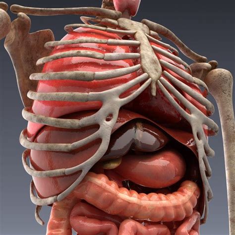 Diagram Of Human Internal Orgins Internal Organs Anatomy Poster
