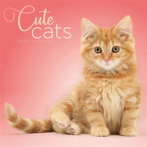 Cute Cats Wall Calendar 2024 Buy From The Cats Protection Shop