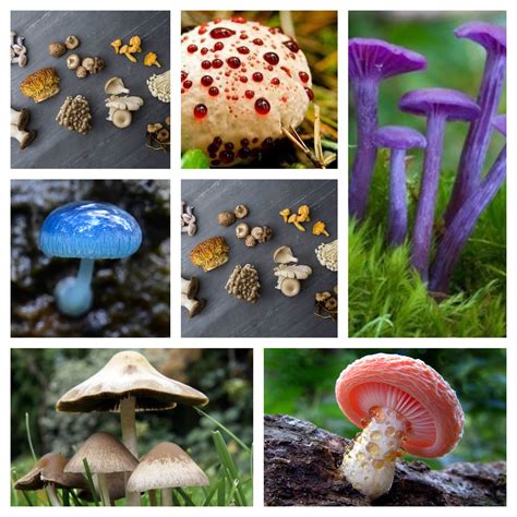 Fungi Mushroom Identifier