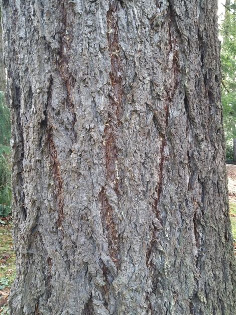Tree Anatomy Bark For The Love Of Trees Llc For The Love Of Trees