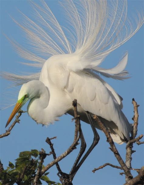 Great Egret With Breeding Plummage Bob Rehak Photography