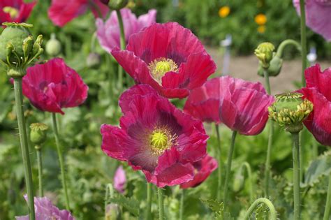 Poppies are frost tolerant and germinate best in cool weather and soil, sow your poppy seeds as early as the ground can be worked. Heirloom Poppy Flower Seeds | Flowerseedstore.com
