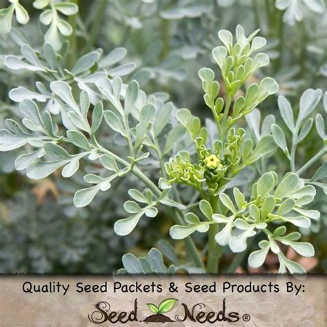 100 Seeds Rue Herb Ruta Graveolens Seeds By Seed Needs Garden