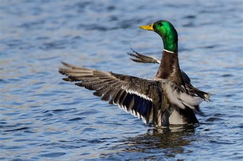 Mallard Duck Stretching Its Wings While Resting On The Water Stock