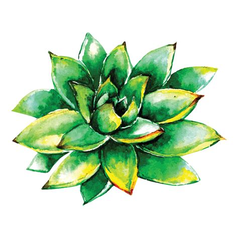 Watercolor Succulent Flowers 5455784 Vector Art At Vecteezy