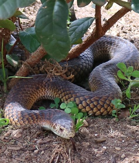 Lowland Copperhead Snake Austrelaps Superbus