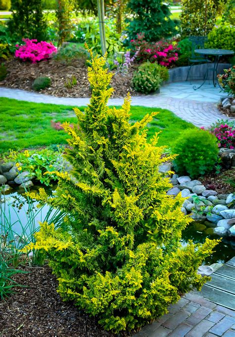 Fernspray Gold Hinoki Cypress Trees For Sale The Tree Center