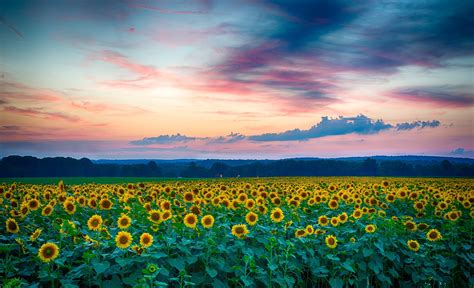 Nature Sunflowers Field Sunrise Wallpaper And Background