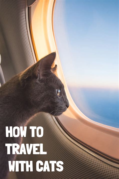 How To Travel With Your Cat Cat Travel Cats Dog Facts