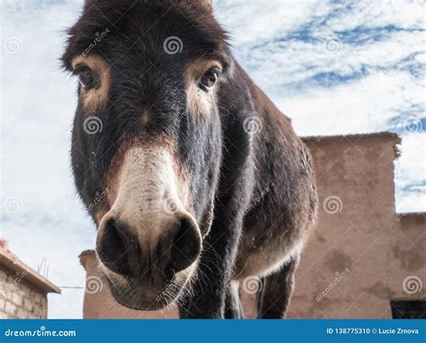 Dark Brown Donkey In A Countryside Stock Photo Image Of Authentic