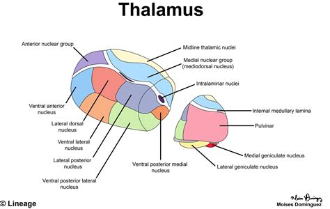 Thalamus Neurology Medbullets Step 1