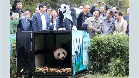 Giant Pandas No Longer Endangered Stao