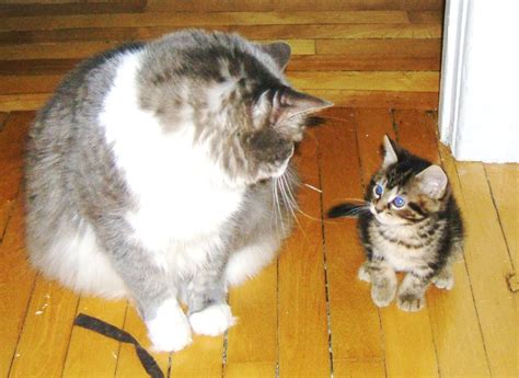 Video Tips How To Introduce Two Cats To Each Other Cat Behavior