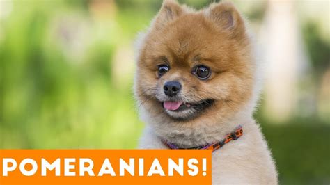 Funny Pomeranian Compilation 2017 Cutest Pomeranian Videos Ever Youtube