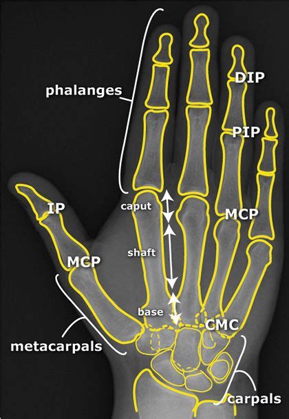 Hand Anatomi