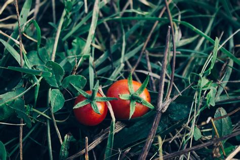 2048x1536 Resolution Two Red Tomatoes Tomatoes Herbs Vegetables Hd